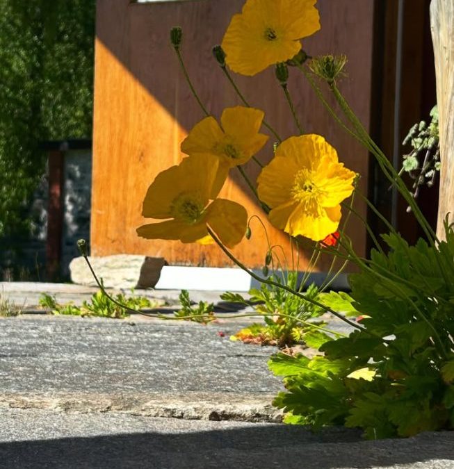 Vallmo och sommaröppettider